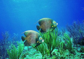 環(huán)境影響評(píng)價(jià)、排污許可證、應(yīng)急預(yù)案